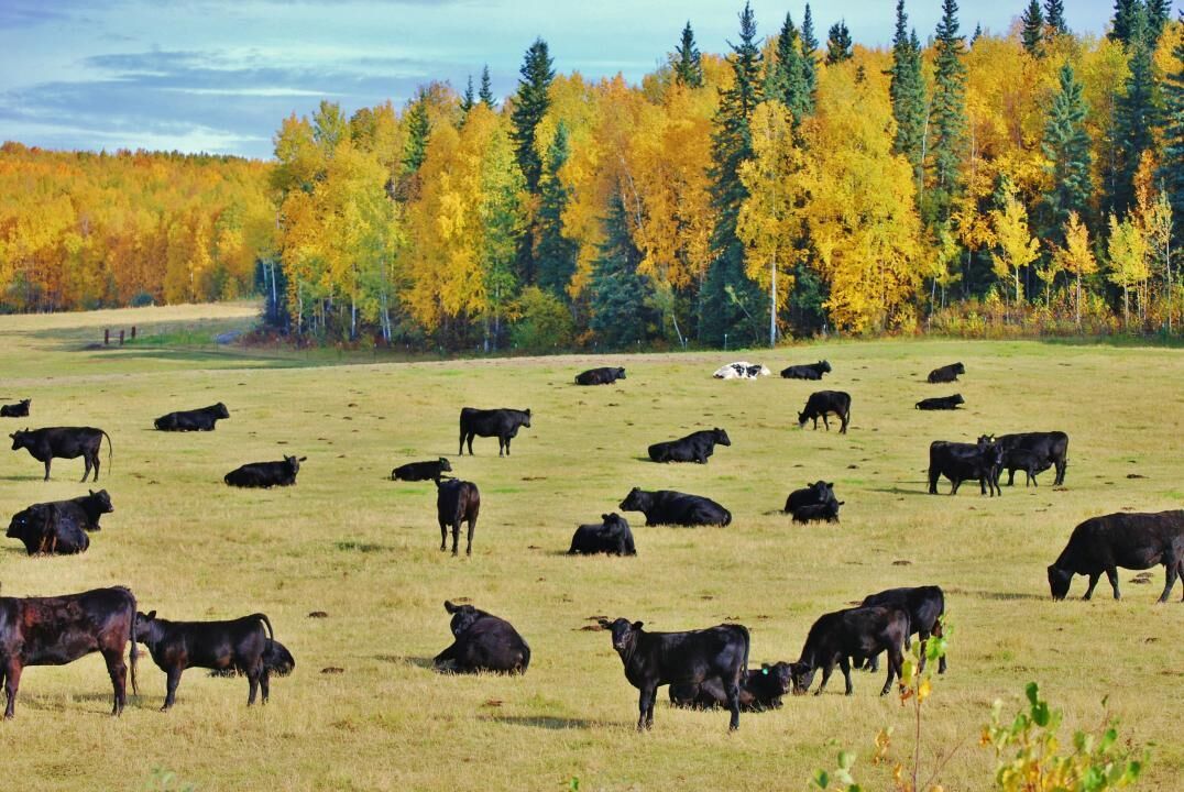 Alaska